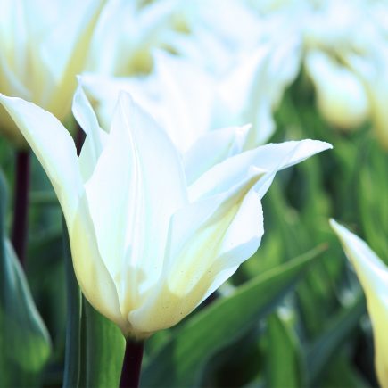 white tulips flower close up outdoors