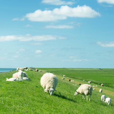 HausteinBriedenSommer5-22